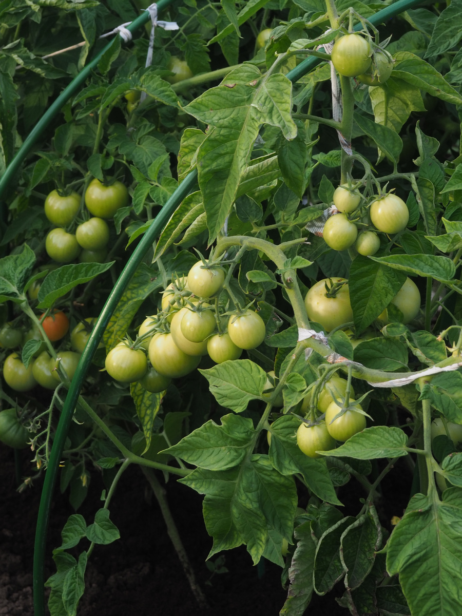 Почему томаты жируют