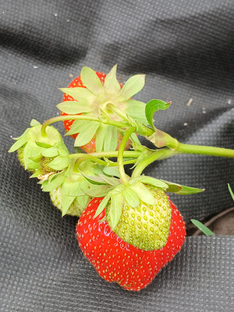 Садовая Виктория, как подкормить клубнику