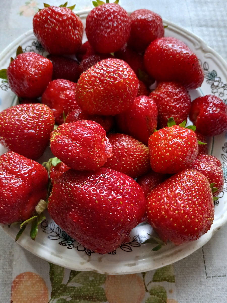 Ремонтантные сорта клубники