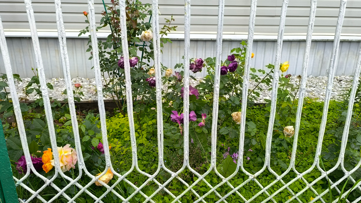 Вид с улицы. сквозь ограду палисадника.