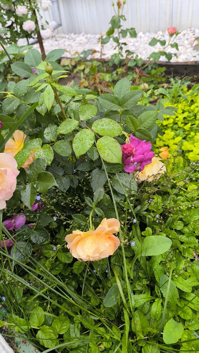 Purple Lodge и Goldelse