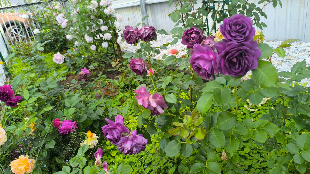 А если чутка поклонится  то вроде не все так и плохо.