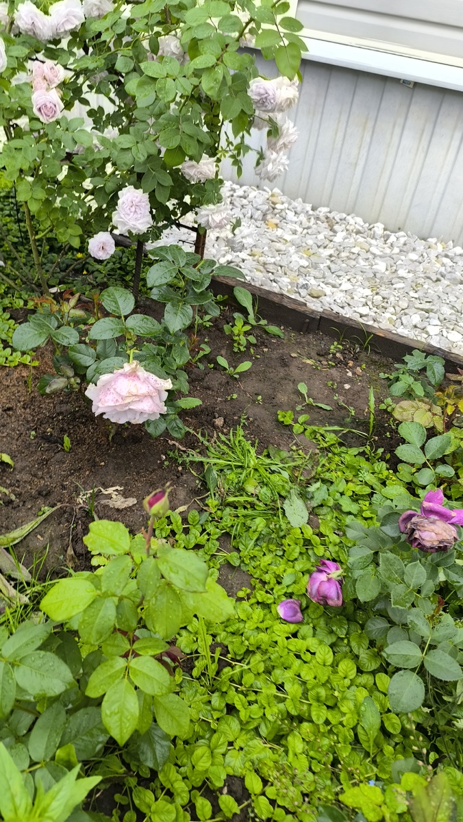 Sandra Renaissance слева вверху и Parfum de Reve справа.