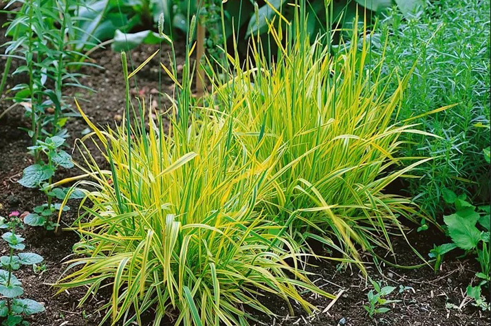 Лисохвост луговой 'Aureovariegatus'. Фото: www.piardino.com