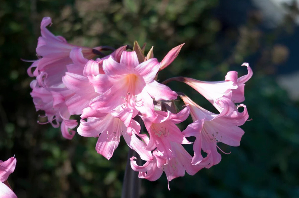 Амариллис беладонна. Фото: rhs.org.uk