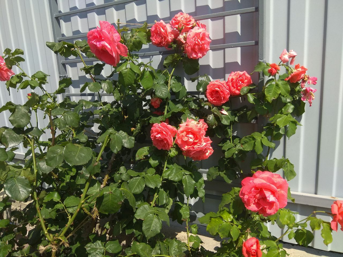 В этом году она на опоре.