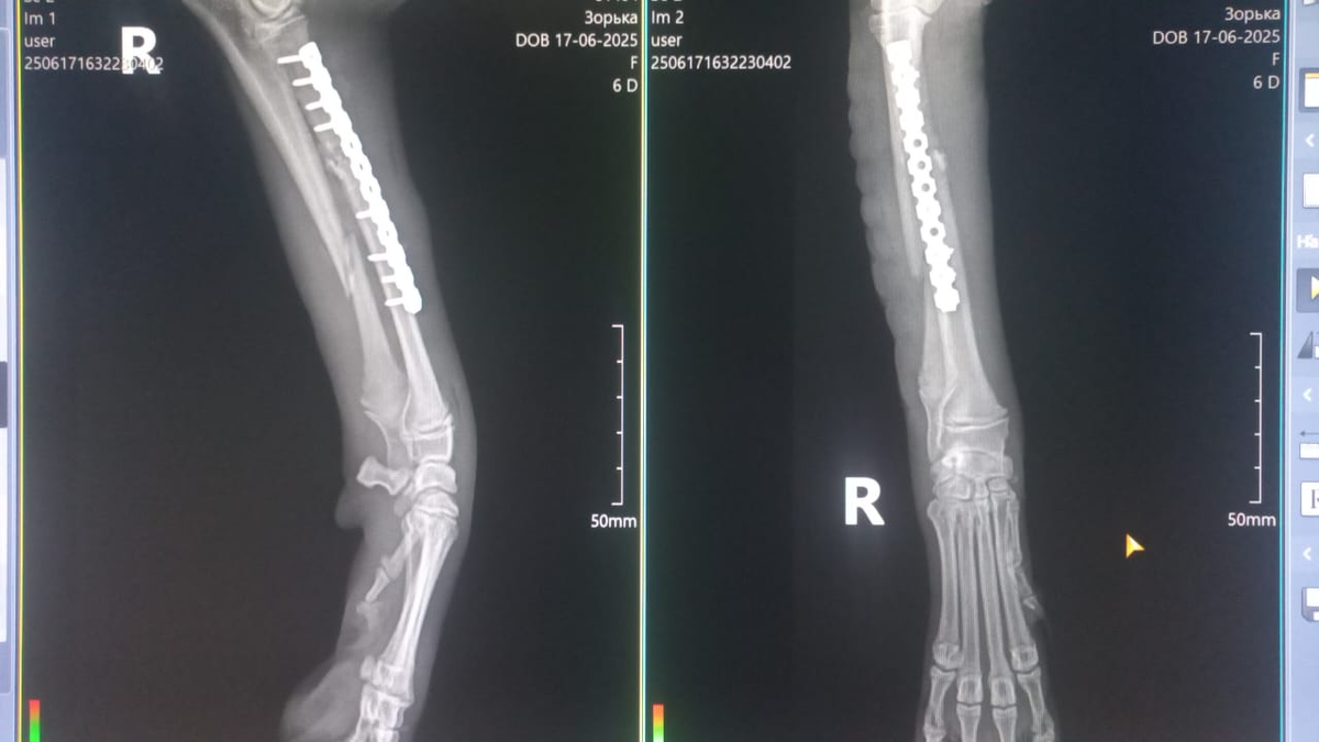 Рентген щеночка Зорьки.