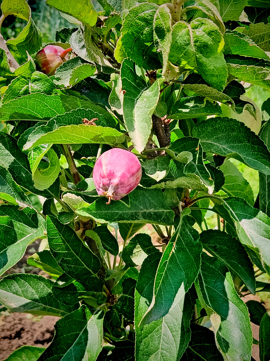 Новая, молодая яблонька, первый год плодоносит