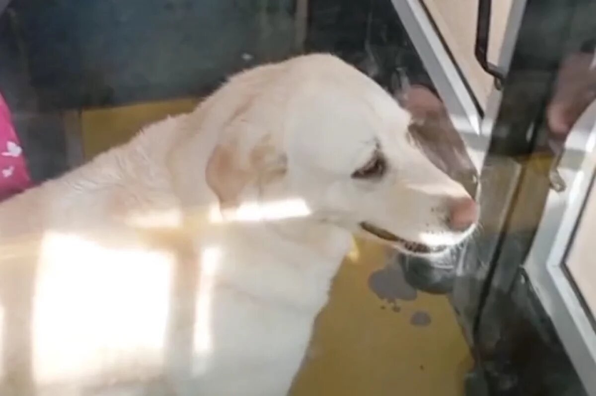   В Перми заметили собаку, которая использует общественный транспорт