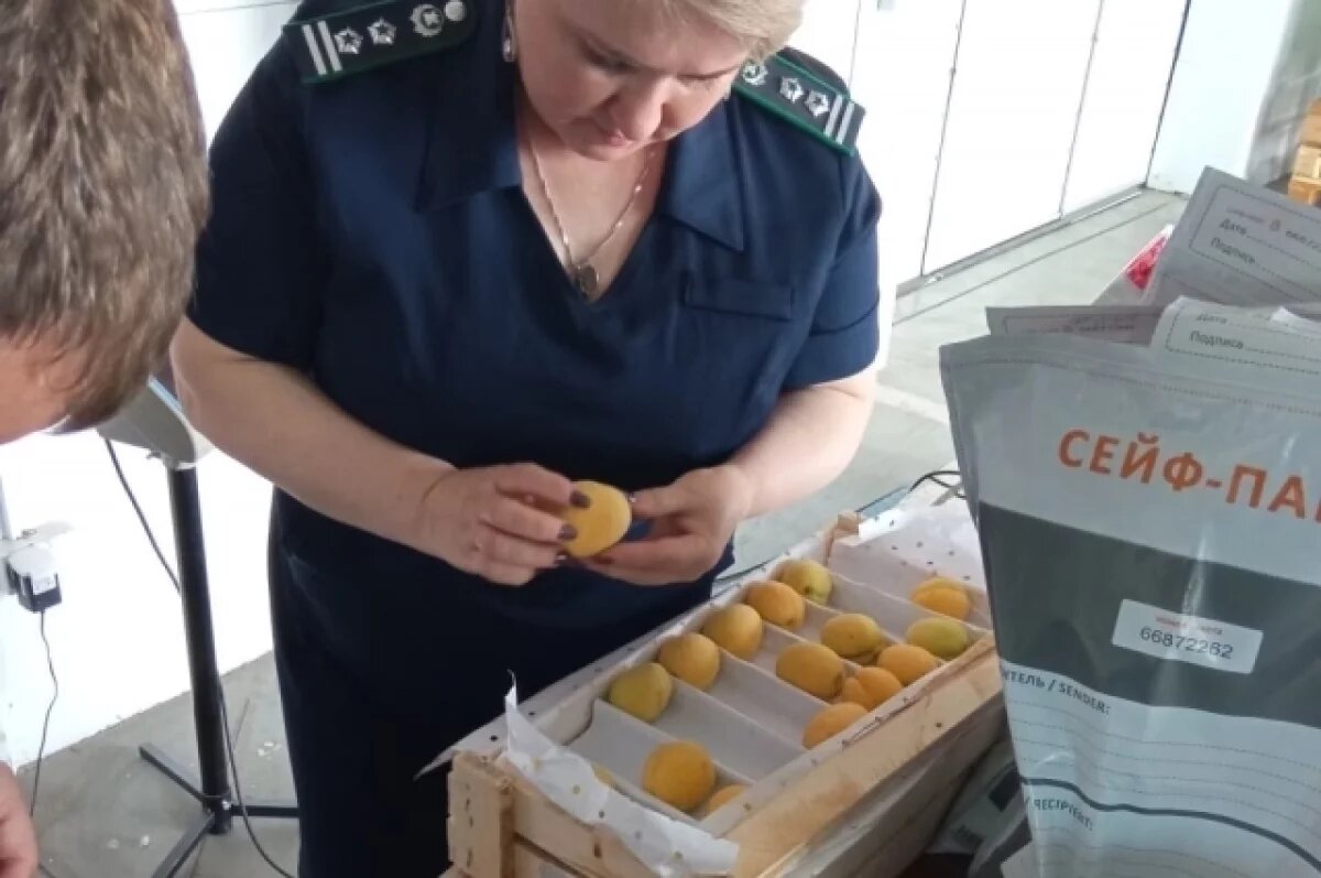    Абрикосы были заражены восточной плодожоркой.