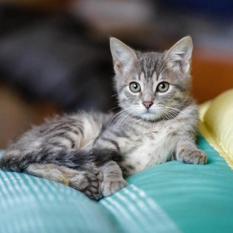 Картинка из интернета для  примера