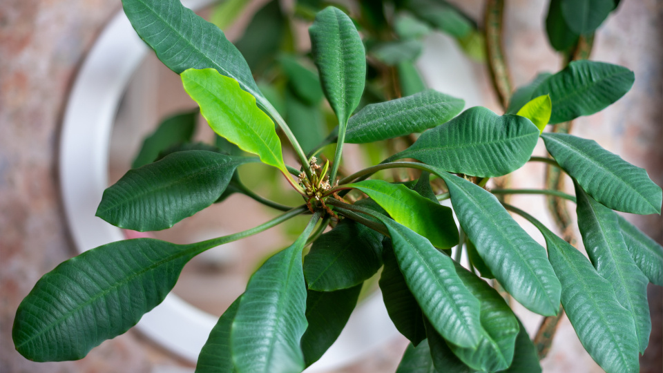 Молочай беложильчатый: как добиться от него хорошего роста