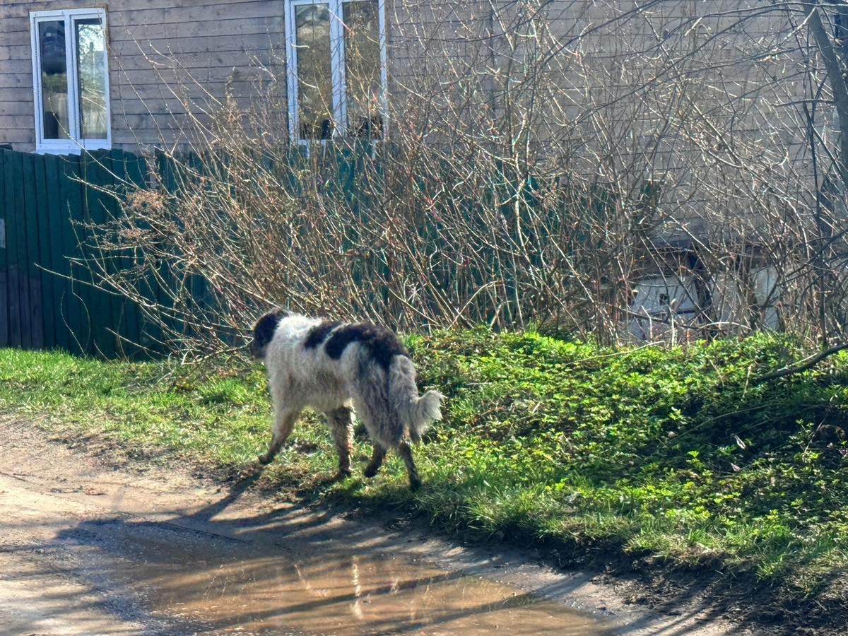    В Липецке прекратили отлов бездомных собак lipetsknews.ru