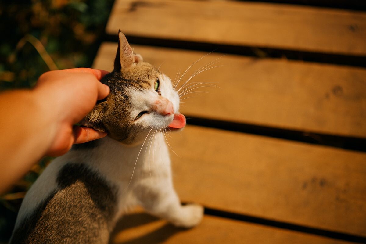 Можно ли заразиться погладив бездомную кошку