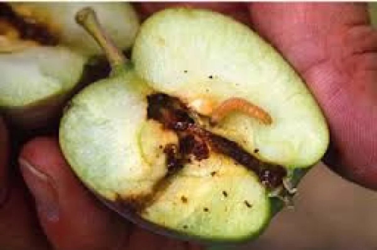    В Омской области нашли в импортных фруктах и овощах восточную плодожорку