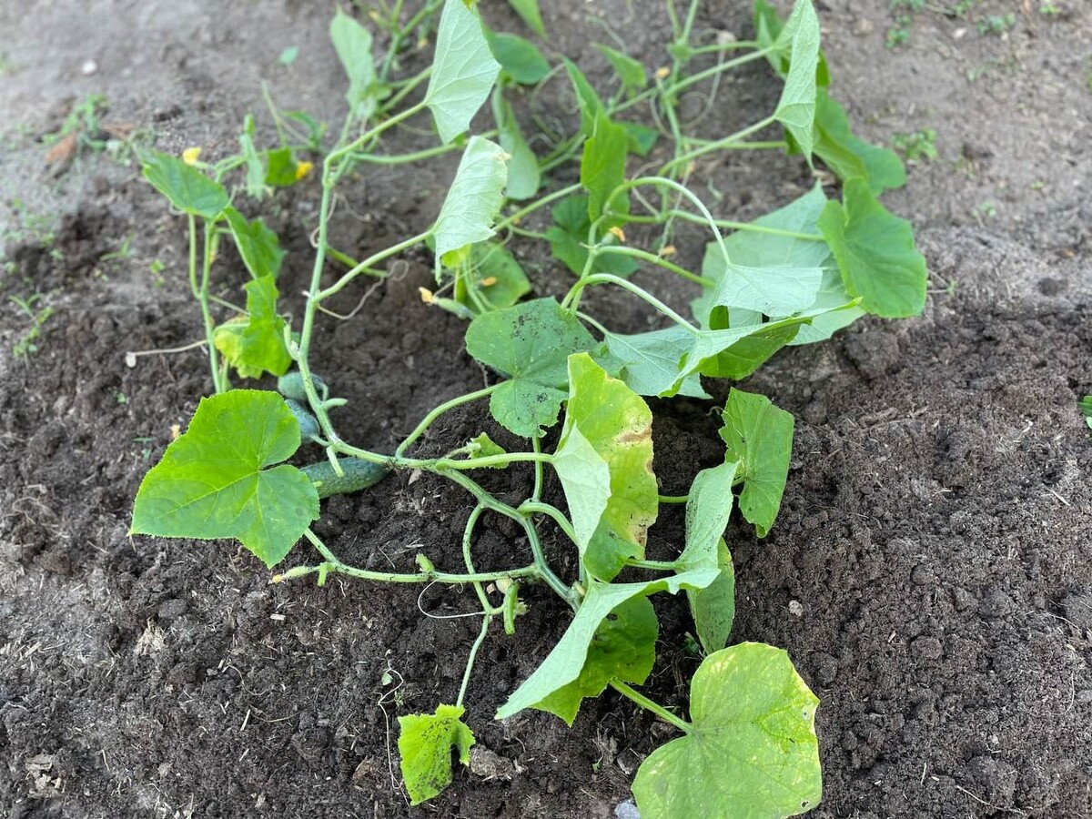 Так выглядела рассада огурцов при высадке в открытый грунт в середине июня. Фото автора