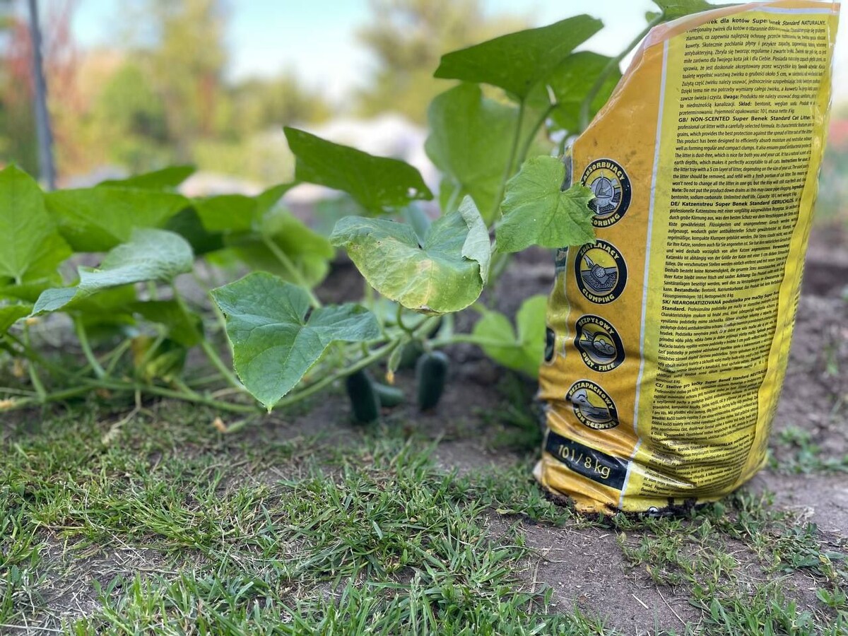 Рассада огурцов в пакете на момент высадки в середине июня. Фото атвора