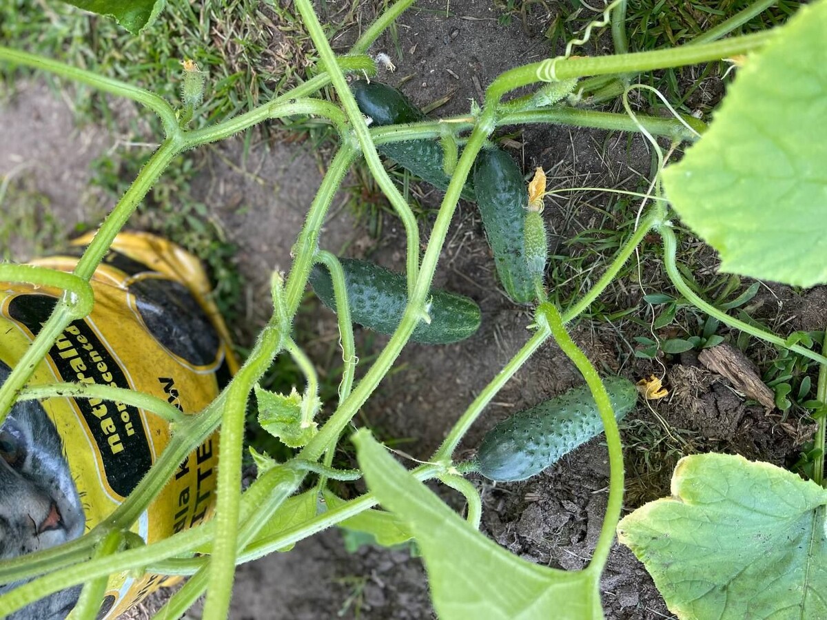 Урожай огурцов в пакетаз первое время был хороший. Фото автора