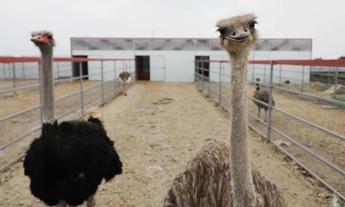    Фото пресс-службы администрации Краснодарского края