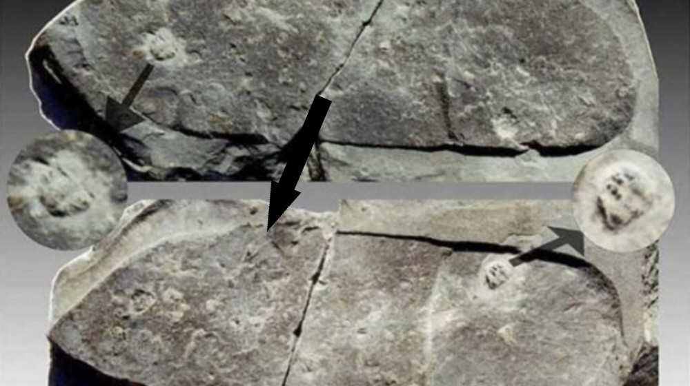    Загадка исчезнувшей колонии Роанок и таинственная надпись "Кроатоан"