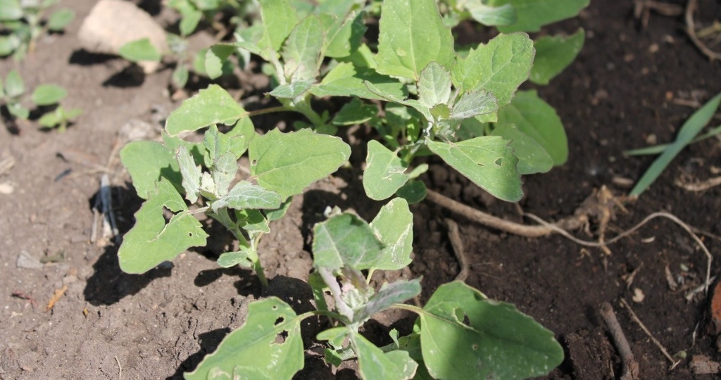 Лебеда садовая: полезная и красивая