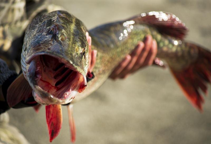 Автор фото: Дмитрий Богачев.