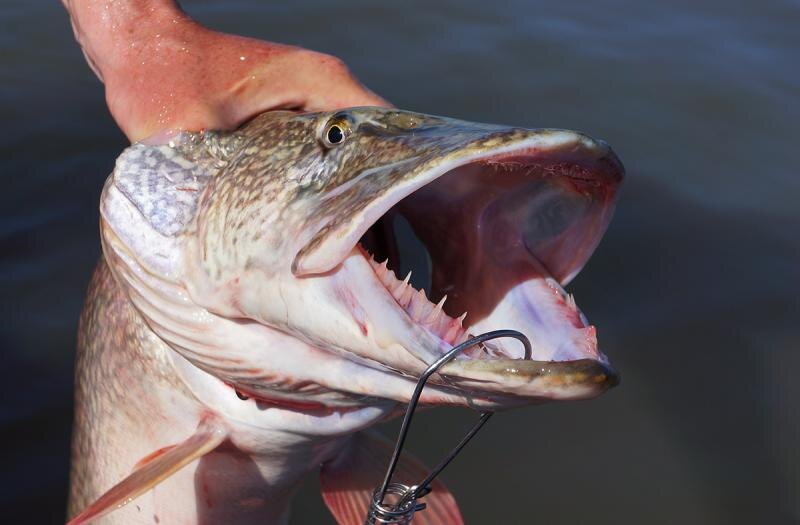 Автор фото: Дмитрий Богачев.