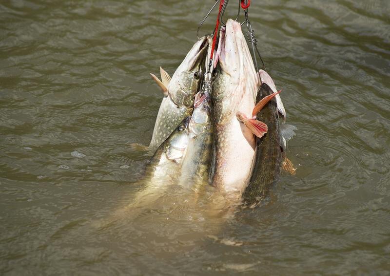 Фото: Дмитрий Богачев.