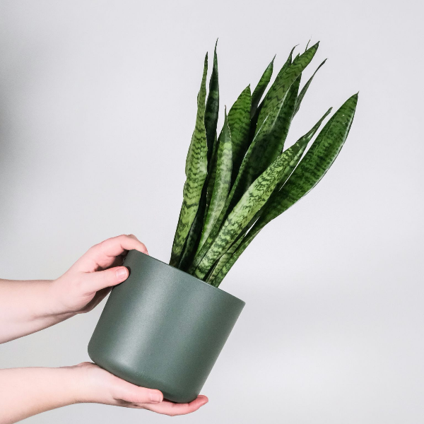 Сансевиерия