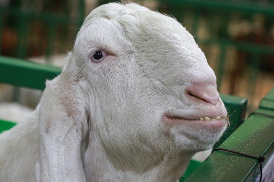    Сергей Булкин/NEWS.ru