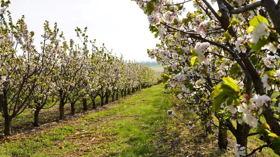 Фото: «Ъ-Кубань»