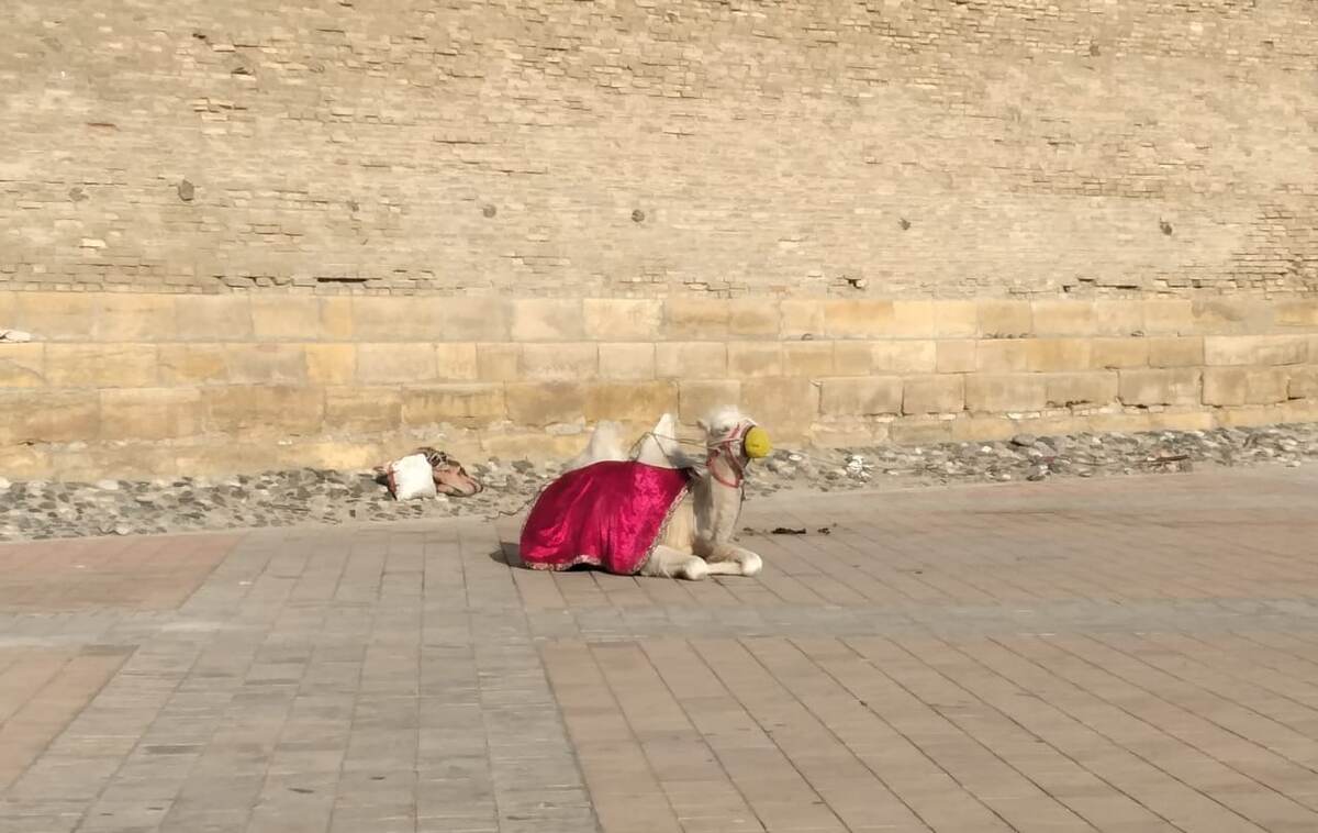 Верблюд у цитадели 