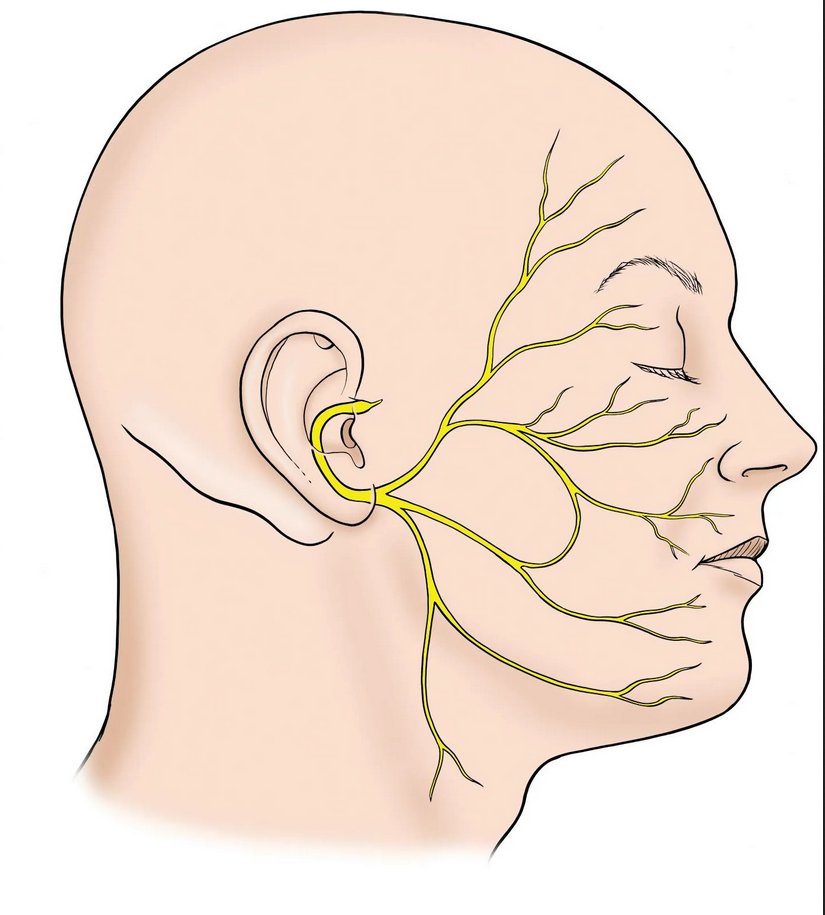 Тройничный нерв