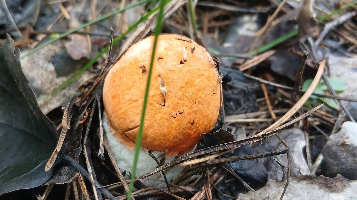     Автор: Юрий Туренко Источник: группа «Грибники Белгородчины» в ВК