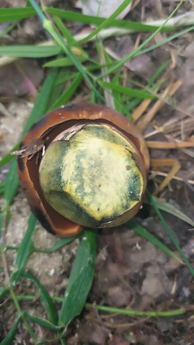     Автор: София Швоева Источник: группа «Грибники Белгородчины» в ВК