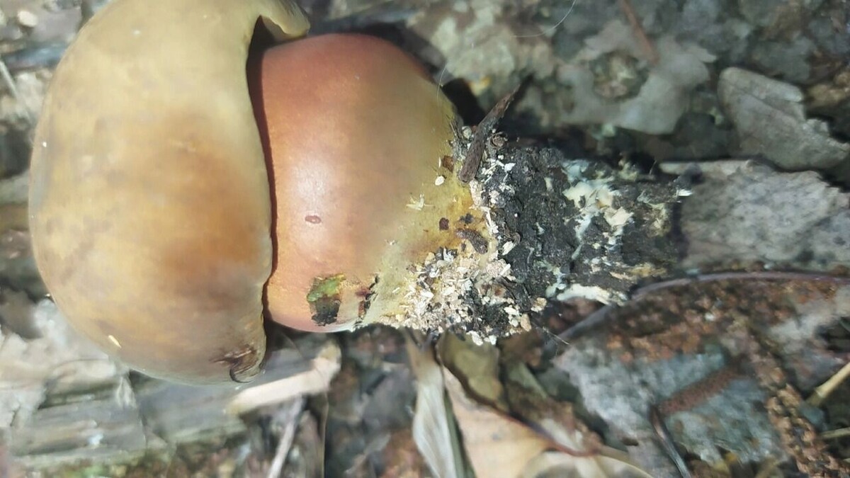     Автор: София Швоева Источник: группа «Грибники Белгородчины» в ВК