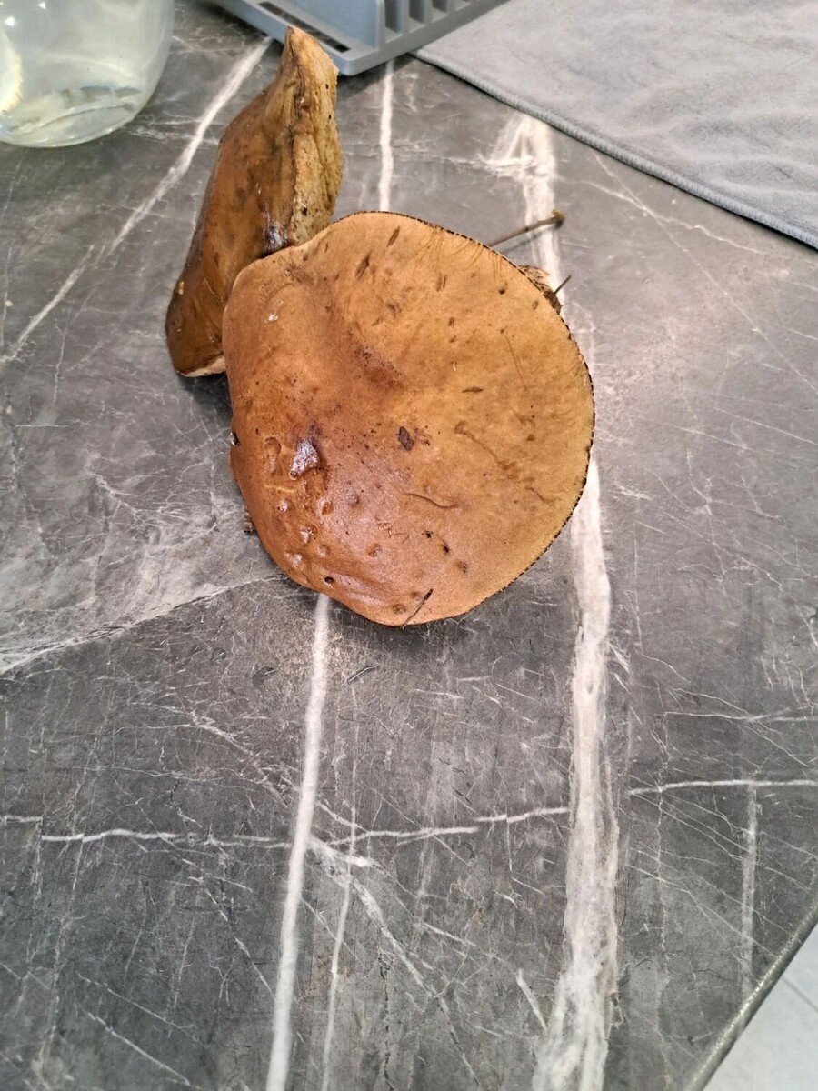     Автор: Лариса Драницына Источник: группа «Грибники Белгородчины» в ВК