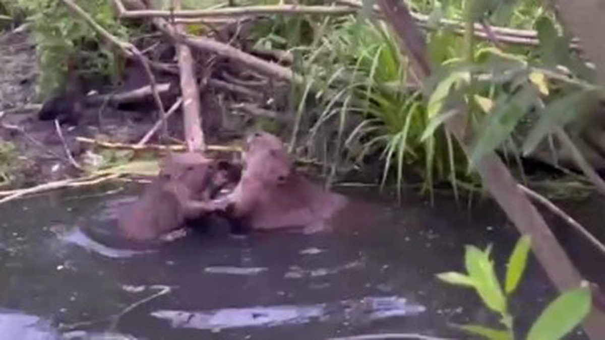    Фото: Скриншот с видео / Telegram / Что там, Москва?
