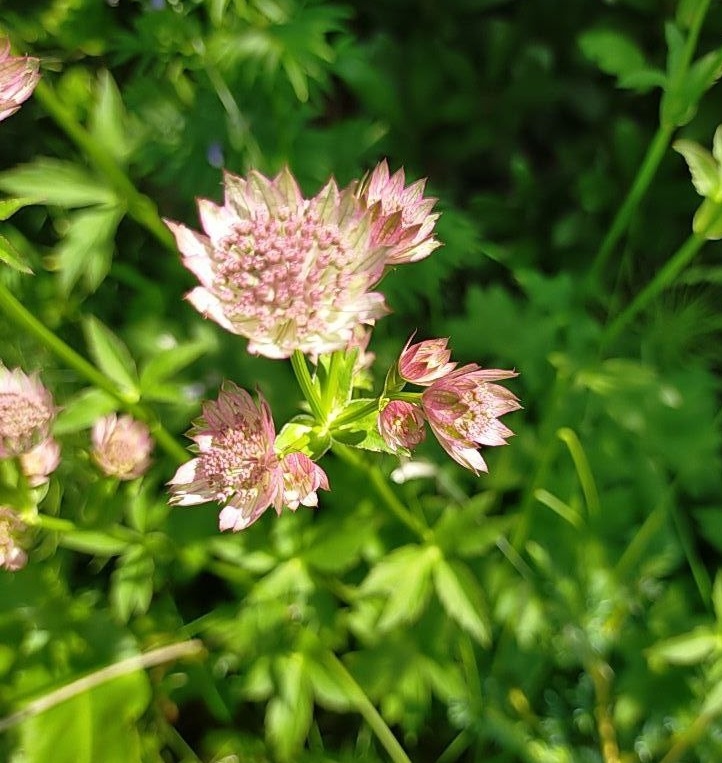  Астранция на даче