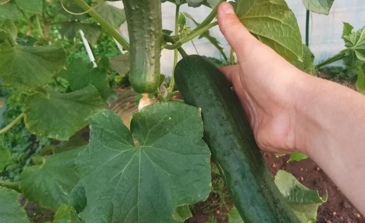    Саратовские овощеводы миновали тепличный экватор