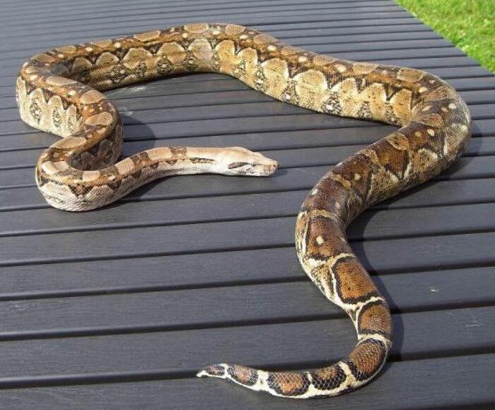 Источник фото: фото из открытых источников - для иллюстрации