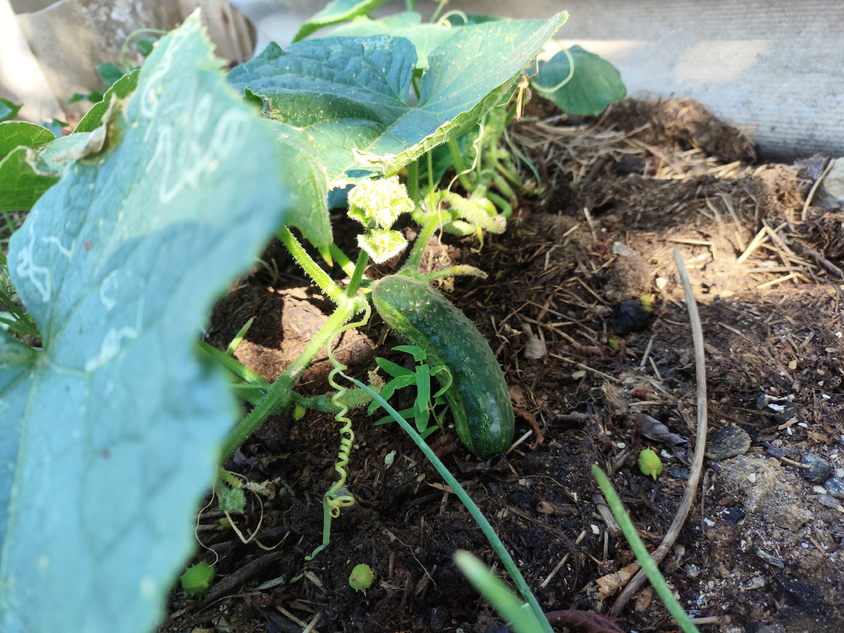 Этот крючок уже четвертый день пасу, а он всё мелкий...