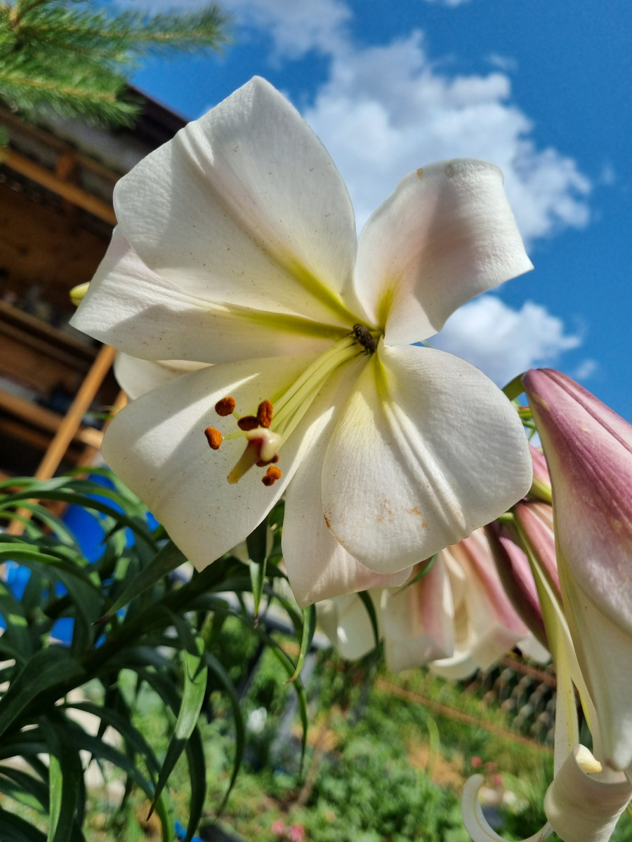 Ароматная красавица. Фото: Зеленая леди, сад, семья и томатный сок 
