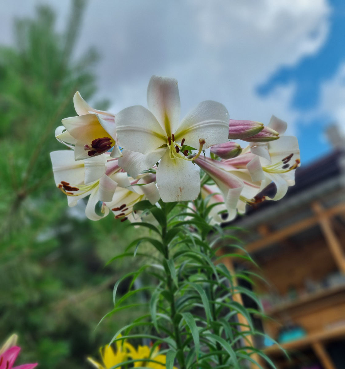 Эти Лилии в моем саду растут давно. К сожалению, название сорта давно утеряно. Фото: Зеленая леди, сад, семья и томатный сок 