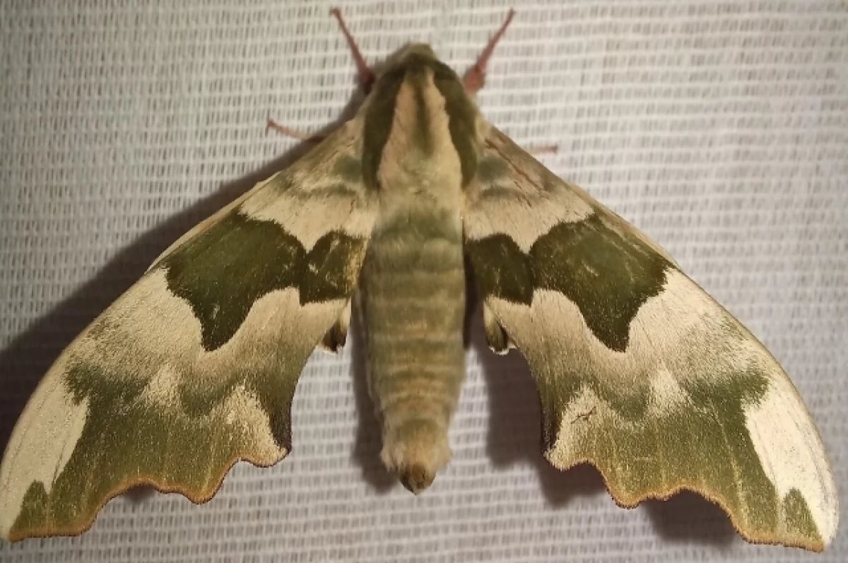    Тульские специалисты рассказали про липовых бражников