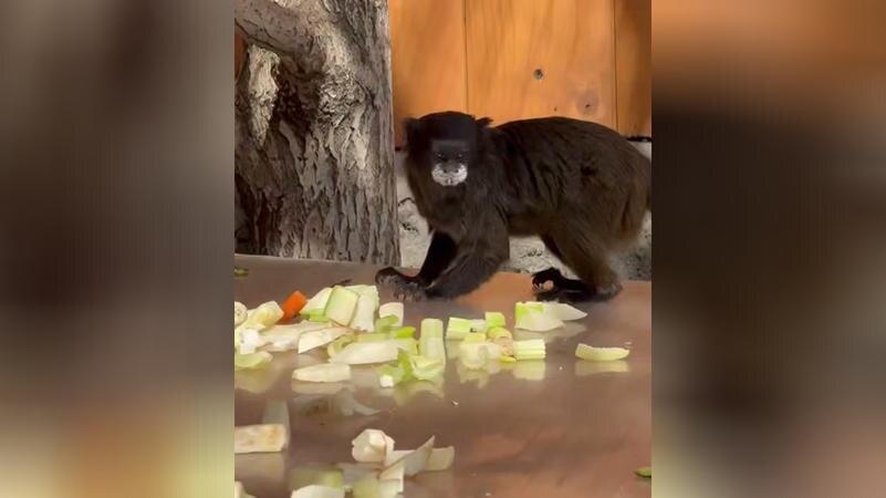    Фото: пресс-служба Ленинградского зоопарка