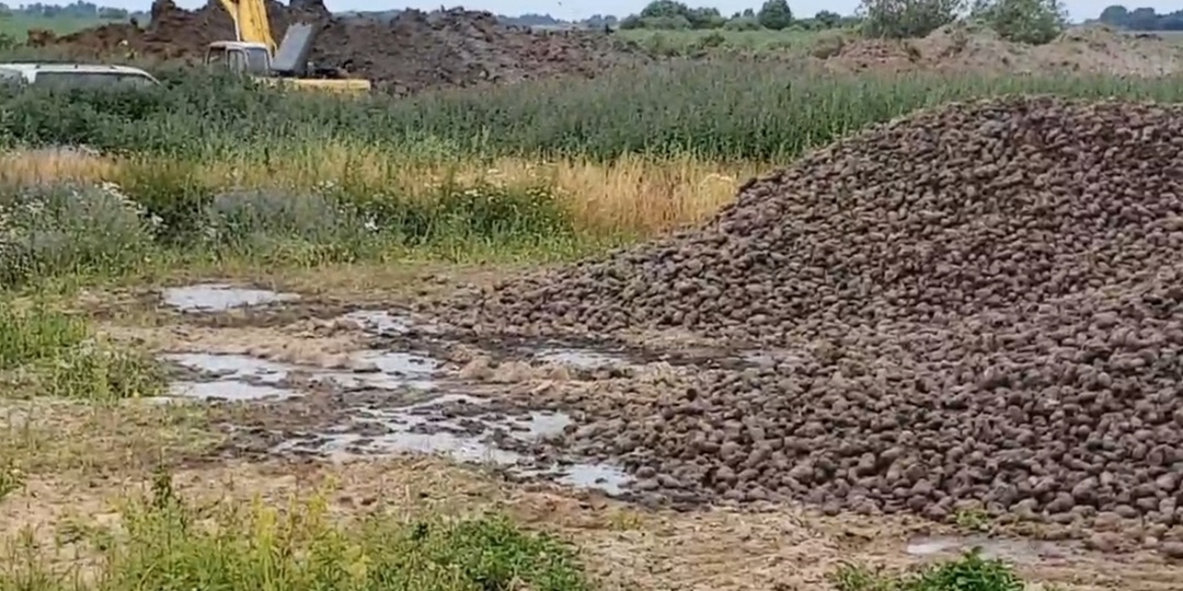 В Калининградской области сотни тонн картофеля выбрасывают на самовольный полигон