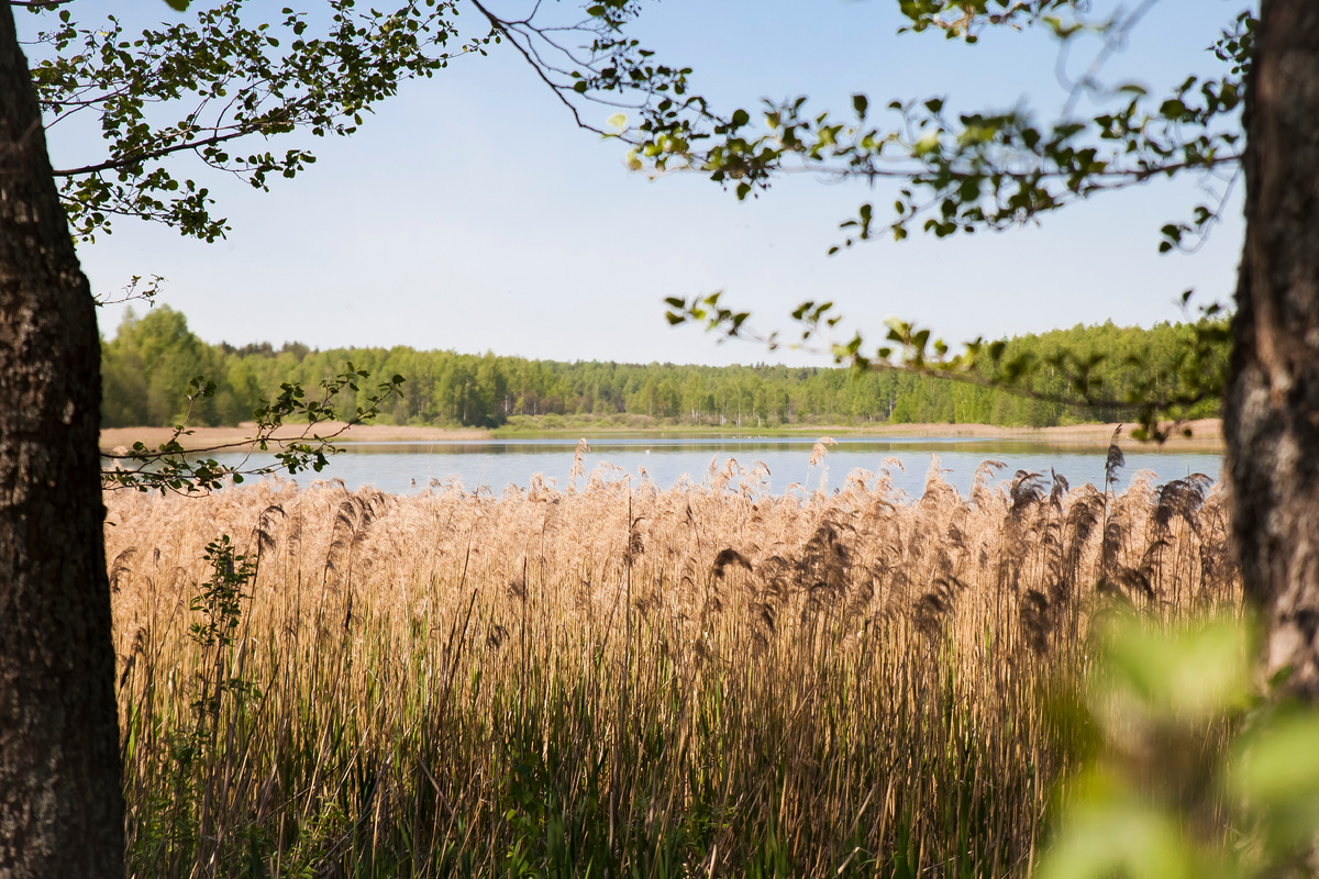 Удивительная тишина и нетронутая природа в Сойма Парк