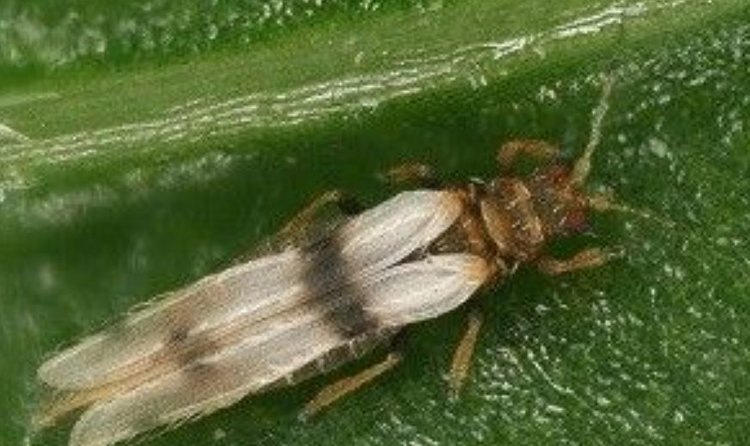    Фото: Филиал Россельхозцентра по Новосибирской области