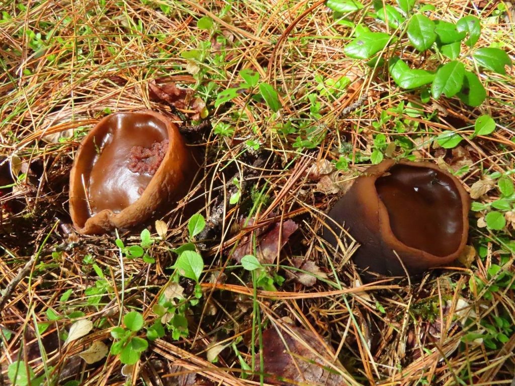    Фото: Светлана Мещерягина Остап Мусаев